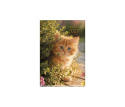 Dogs & Cats Daily Diary Medium Cat