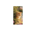 Dogs & Cats Weekly Diary Pocket Cat