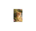 Dogs & Cats Weekly Diary Mini Cat